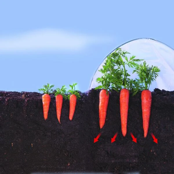 Kweekfolie / Tunnelfolie - 2 × 10 M - Afbeelding 3