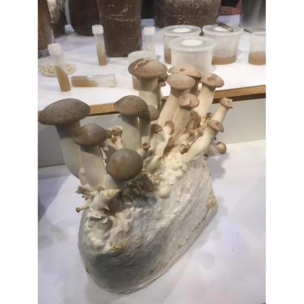 Kweekset 3 Liter Koningsoesterzwam - Afbeelding 2